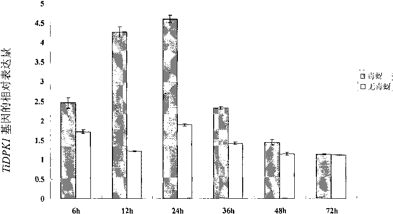 Plant yellow dwarf resistance-associated protein TiDPK1, coding gene and application thereof