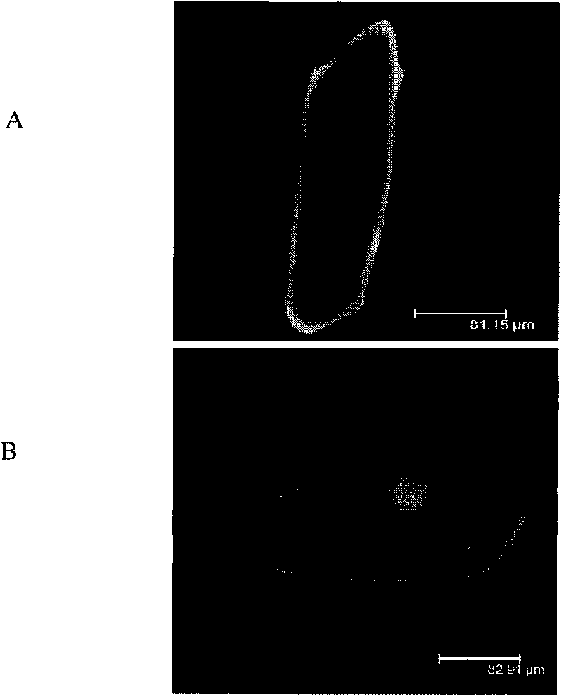 Plant yellow dwarf resistance-associated protein TiDPK1, coding gene and application thereof