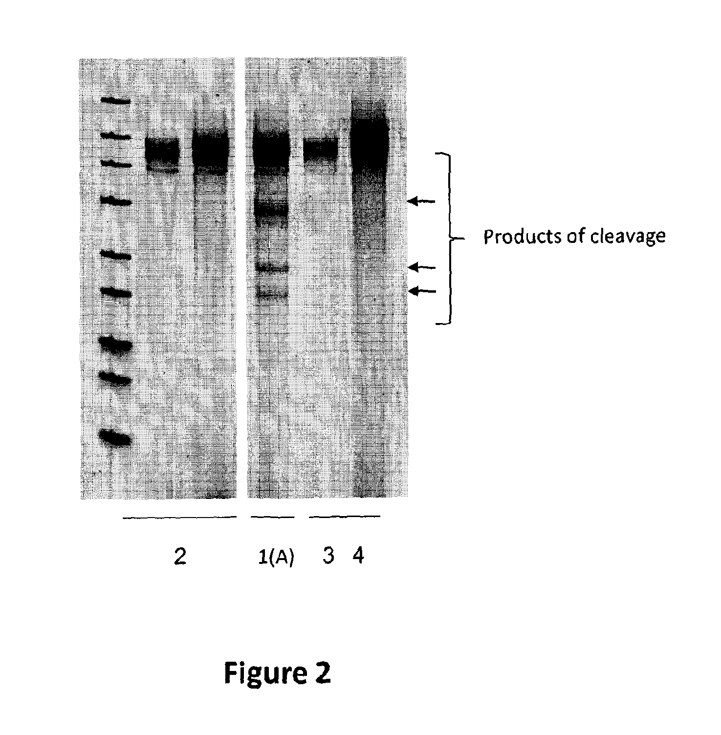 Method for targeted modification of algae genomes