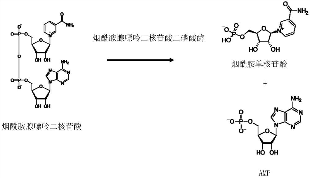 Method for preparing nucleosides of nicotinic acid or derivatives thereof, nicotinic acid adenine dinucleotide and nicotinic acid mononucleotide, enzyme composition and application