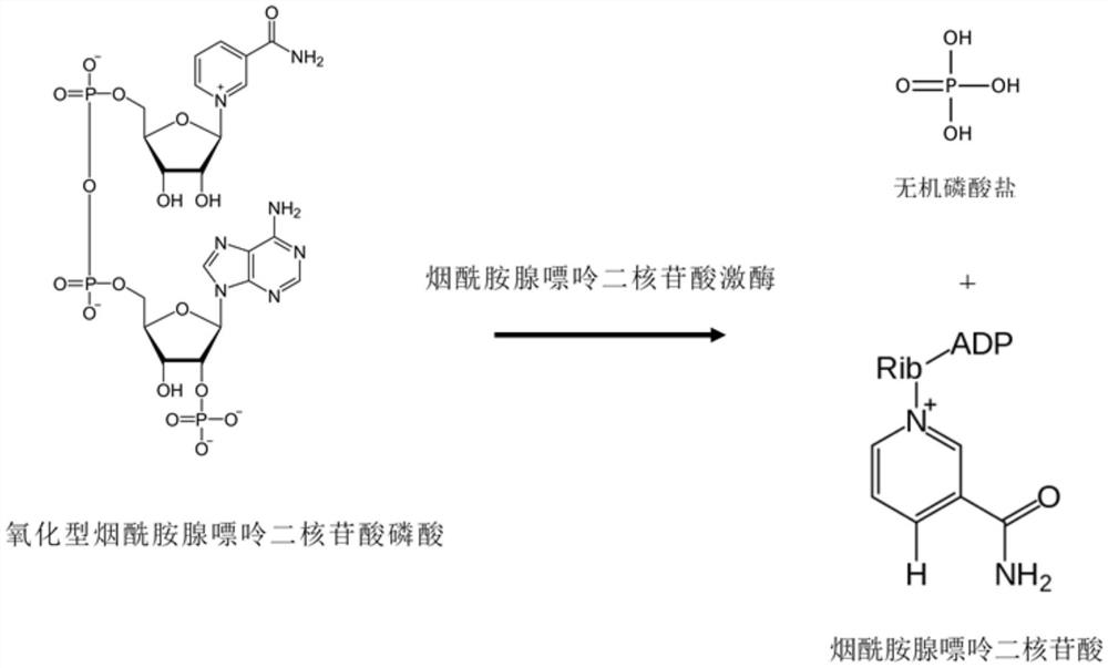 Method for preparing nucleosides of nicotinic acid or derivatives thereof, nicotinic acid adenine dinucleotide and nicotinic acid mononucleotide, enzyme composition and application