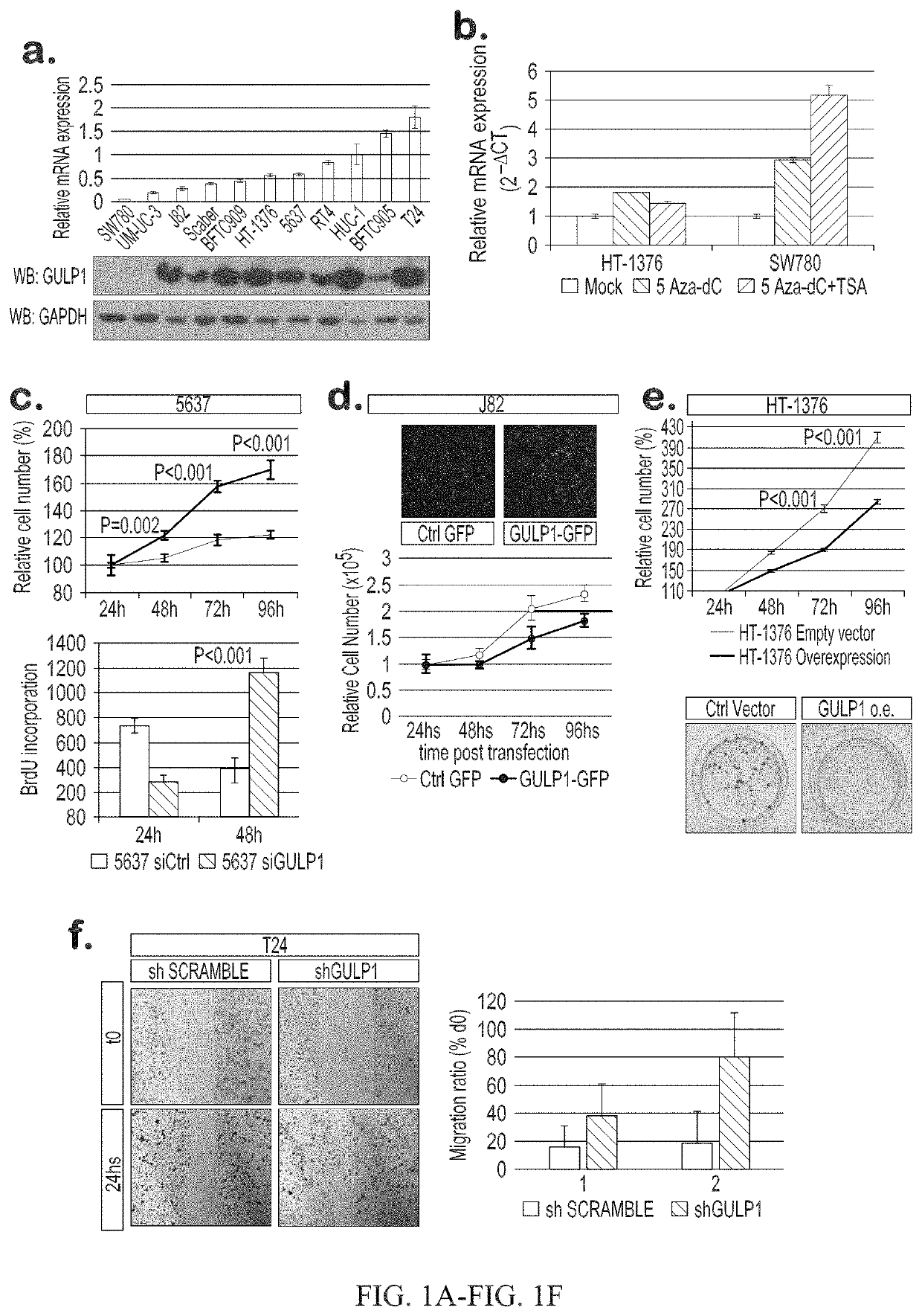 Urothelial cancer and methods of detection and targeted therapy