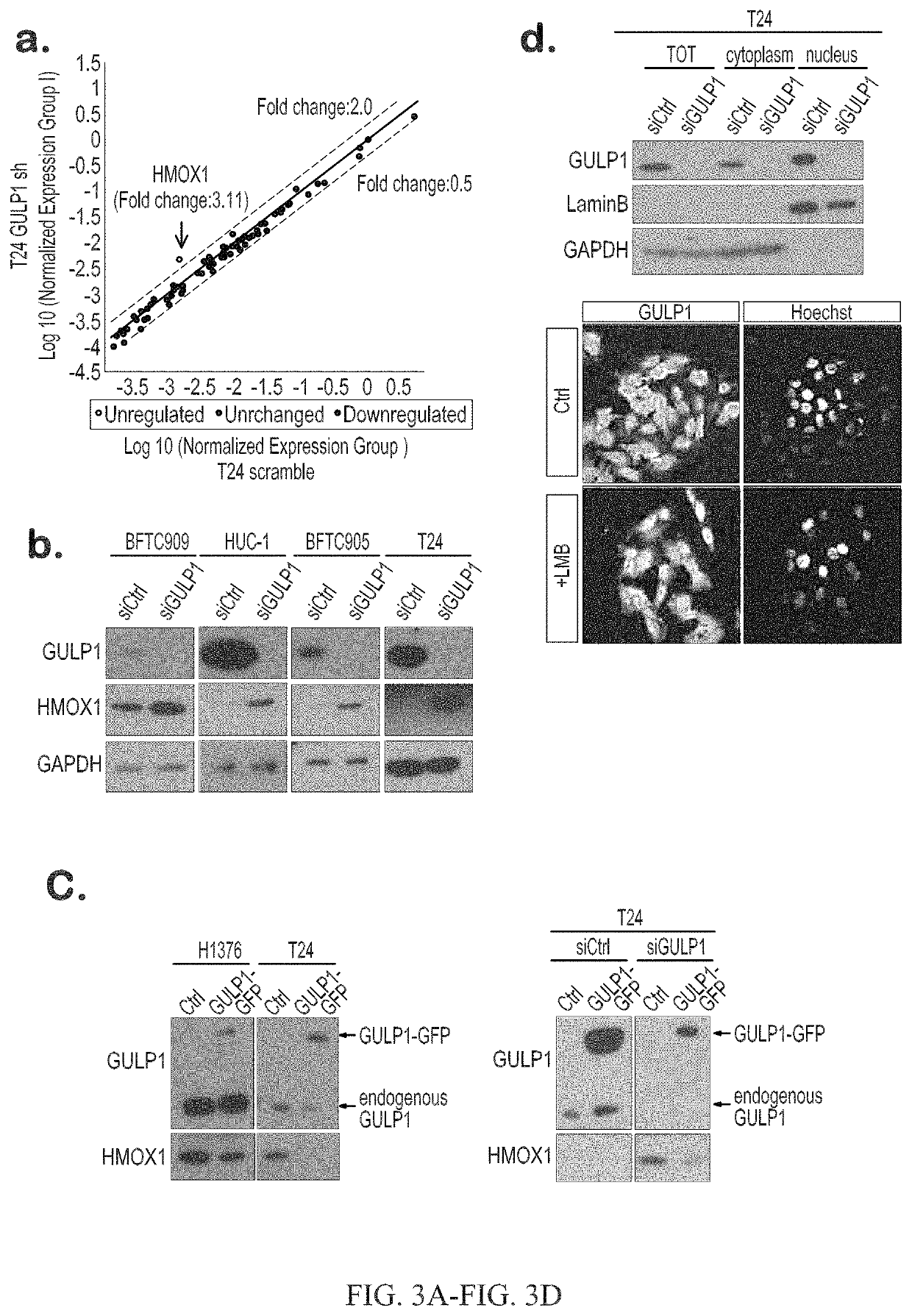 Urothelial cancer and methods of detection and targeted therapy