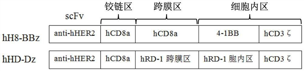 Costimulatory signal domain of chimeric antigen receptor and application thereof