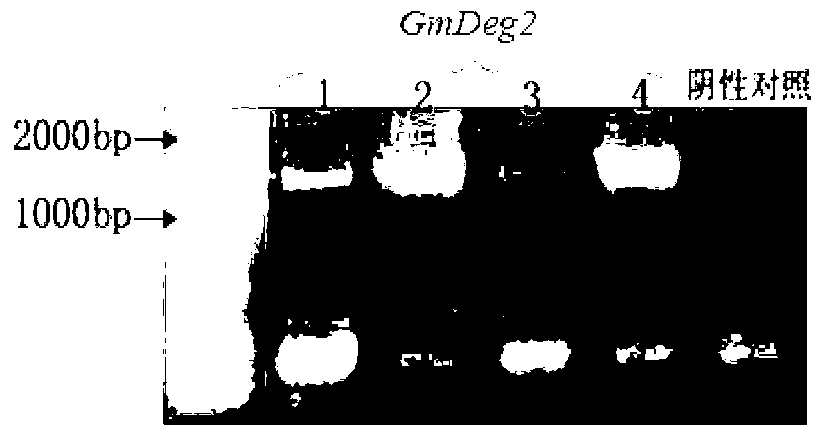 Soybean photosynthesis related gene GmDeg2 and application thereof