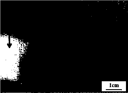 Method for producing ultra-pure ferritic stainless steel for decoration by adopting Steckel mill