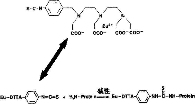 Preparation method of TSH (thyroid stimulating hormone) quantitative detection kit based on time-resolved fluoroimmunoassay