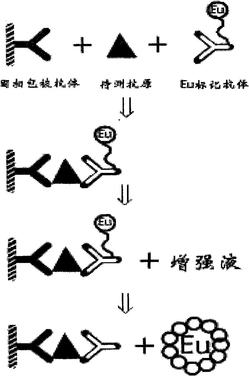 Preparation method of TSH (thyroid stimulating hormone) quantitative detection kit based on time-resolved fluoroimmunoassay