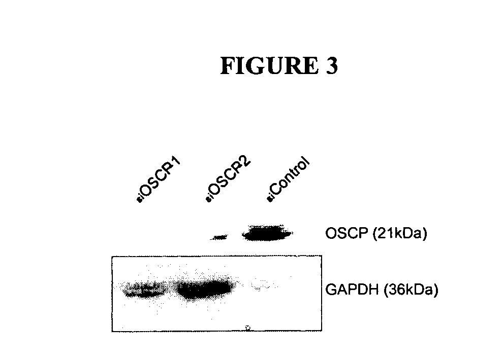 Methods and compositions for treating diseases and conditions associated with mitochondrial function