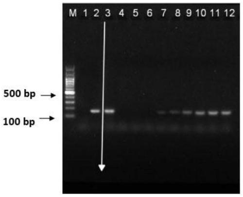 A kit and extraction method for extracting trace dna