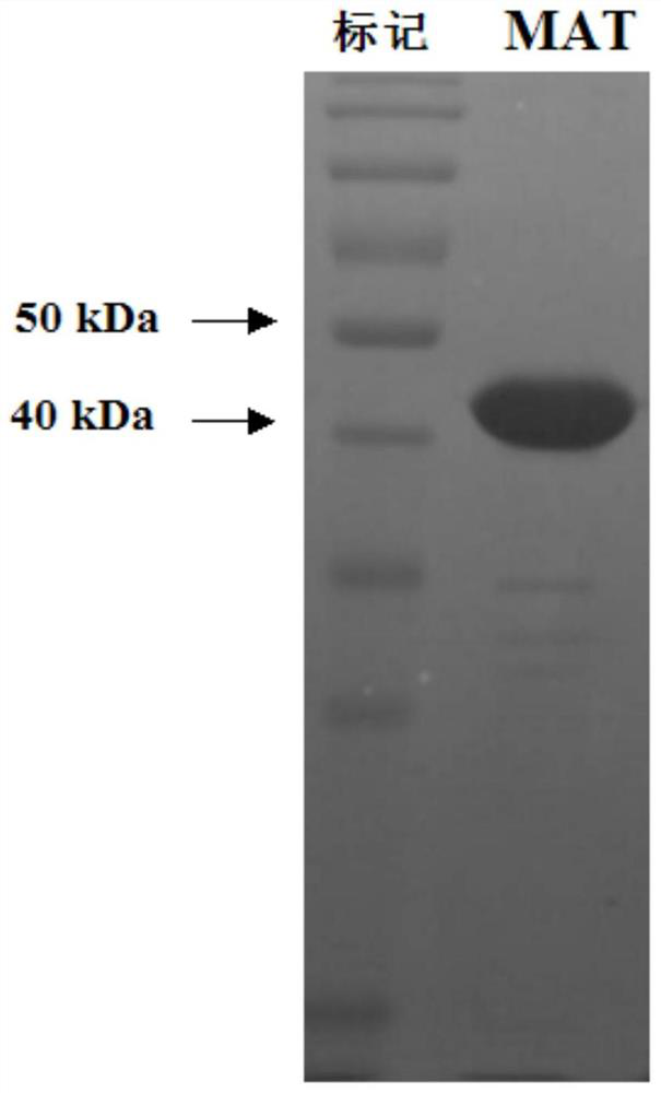 S-adenosylmethionine synthetase preparation, its preparation method and use