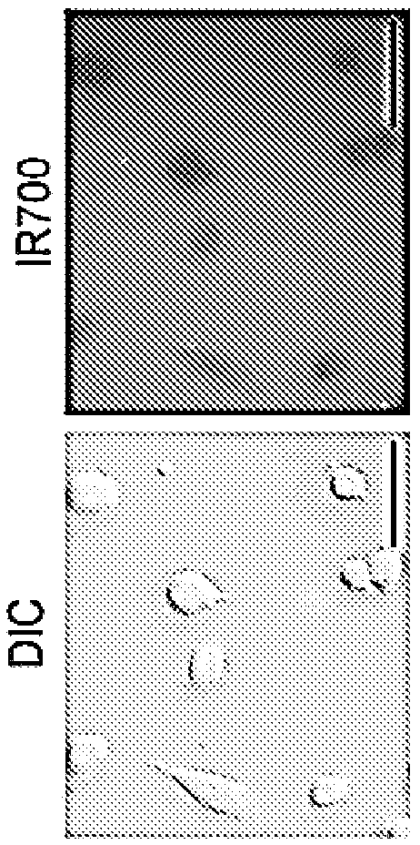 Photosensitizing antibody-fluorophore conjugates