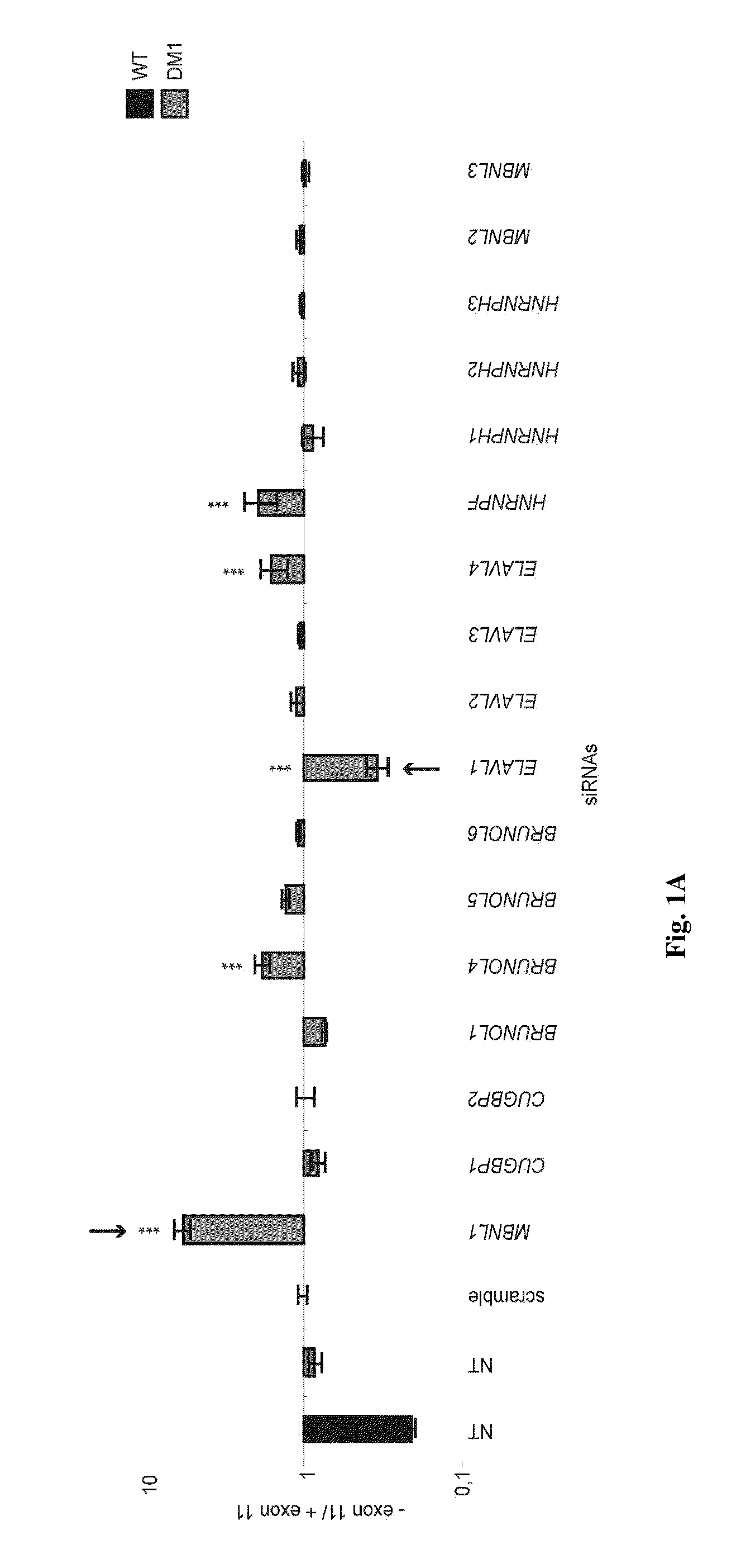 Methods and Compositions Comprising AMPK Activator (Metformin/Troglitazone) for the Treatment of Myotonic Dystrophy Type 1 (DM1)