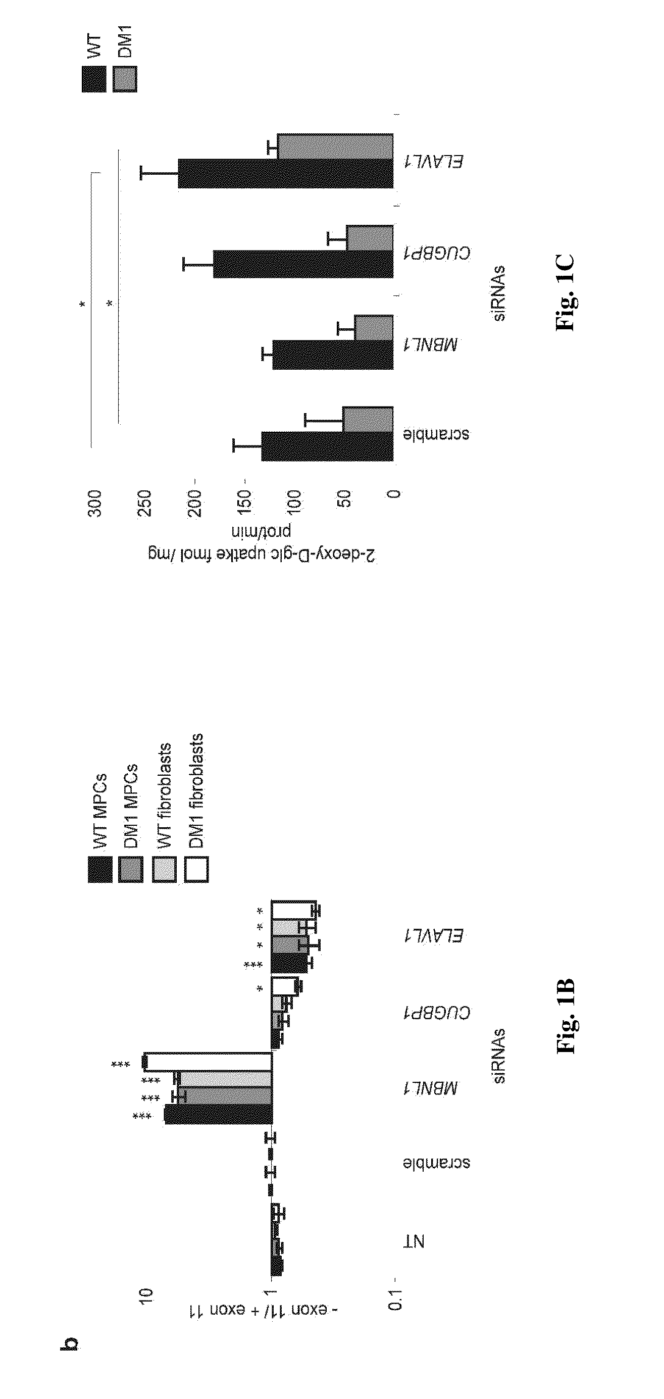 Methods and Compositions Comprising AMPK Activator (Metformin/Troglitazone) for the Treatment of Myotonic Dystrophy Type 1 (DM1)