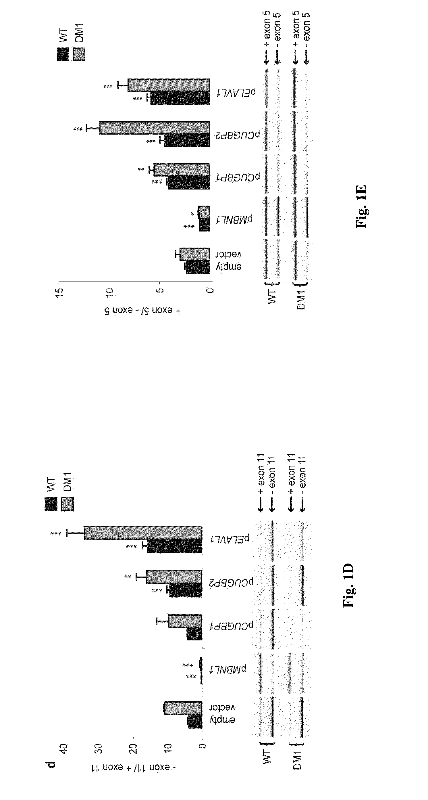 Methods and Compositions Comprising AMPK Activator (Metformin/Troglitazone) for the Treatment of Myotonic Dystrophy Type 1 (DM1)