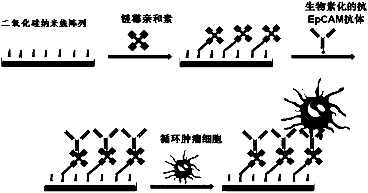 Silica nanowire array chip for enrichment and detection of circulating tumor cells in whole blood, and preparation method of silica nanowire array chip