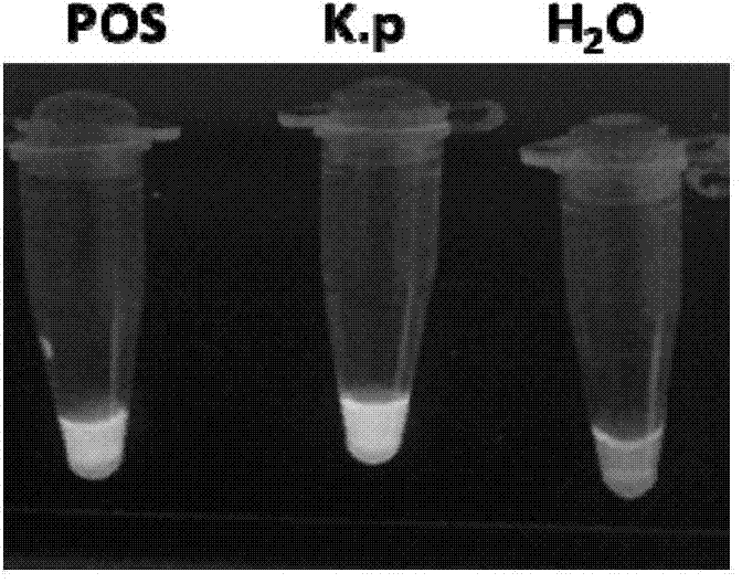 LAMP (loop-mediated isothermal amplification) primers, kit and method for detecting murine klebsiella pneumoniae