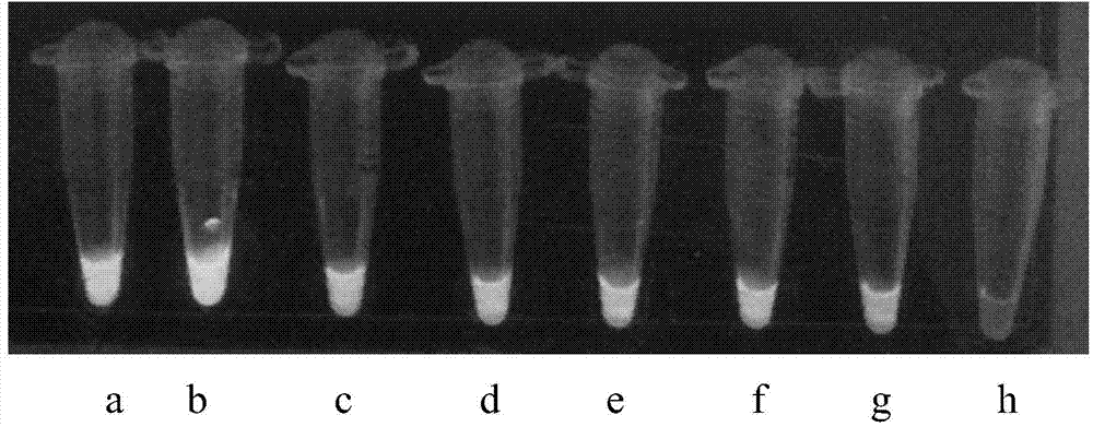 LAMP (loop-mediated isothermal amplification) primers, kit and method for detecting murine klebsiella pneumoniae