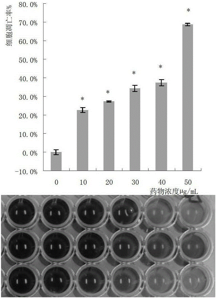 Preparation method of edible fungus protein extract with antitumor effect