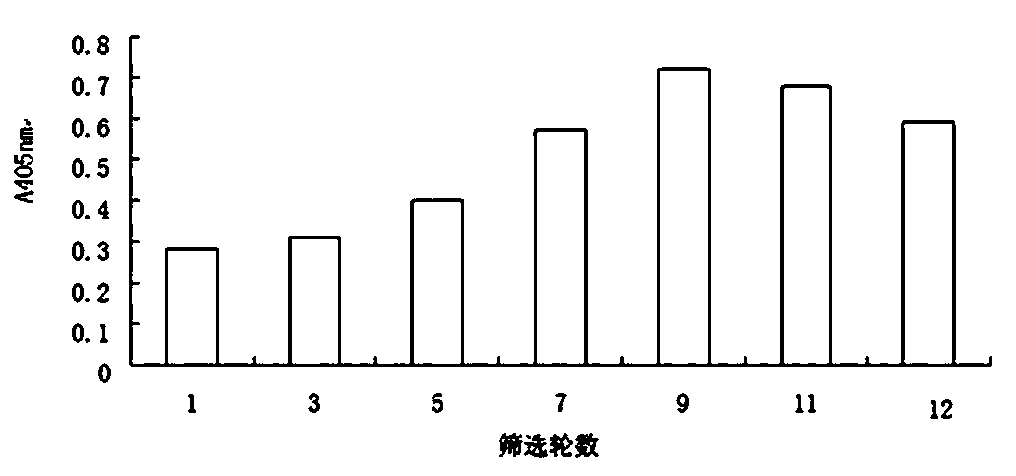 Aeromonas hydrophila aptamer, and screening method and application thereof