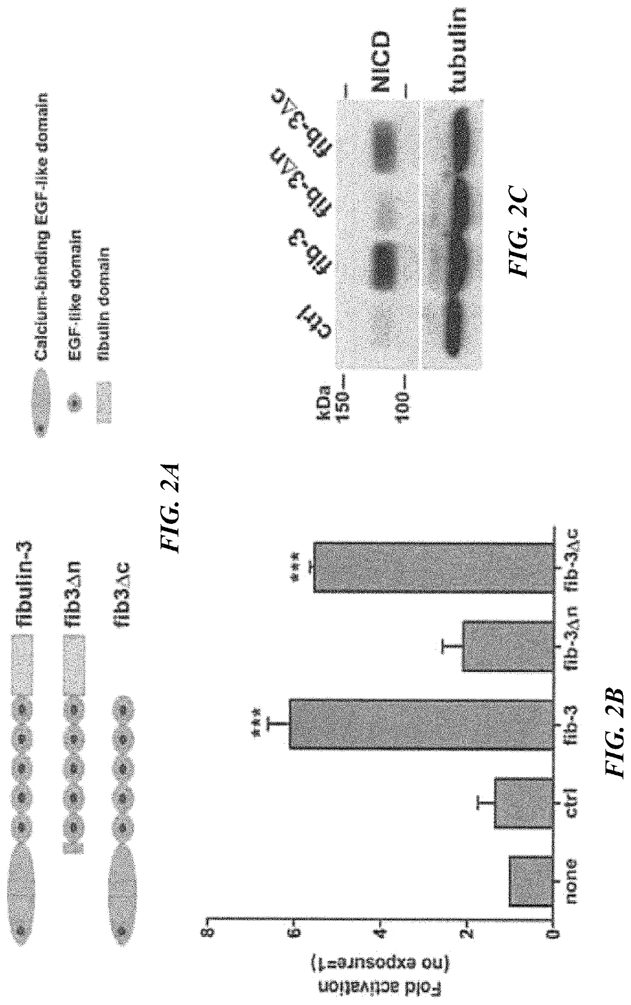 Anti-fibulin-3 antibodies and uses thereof