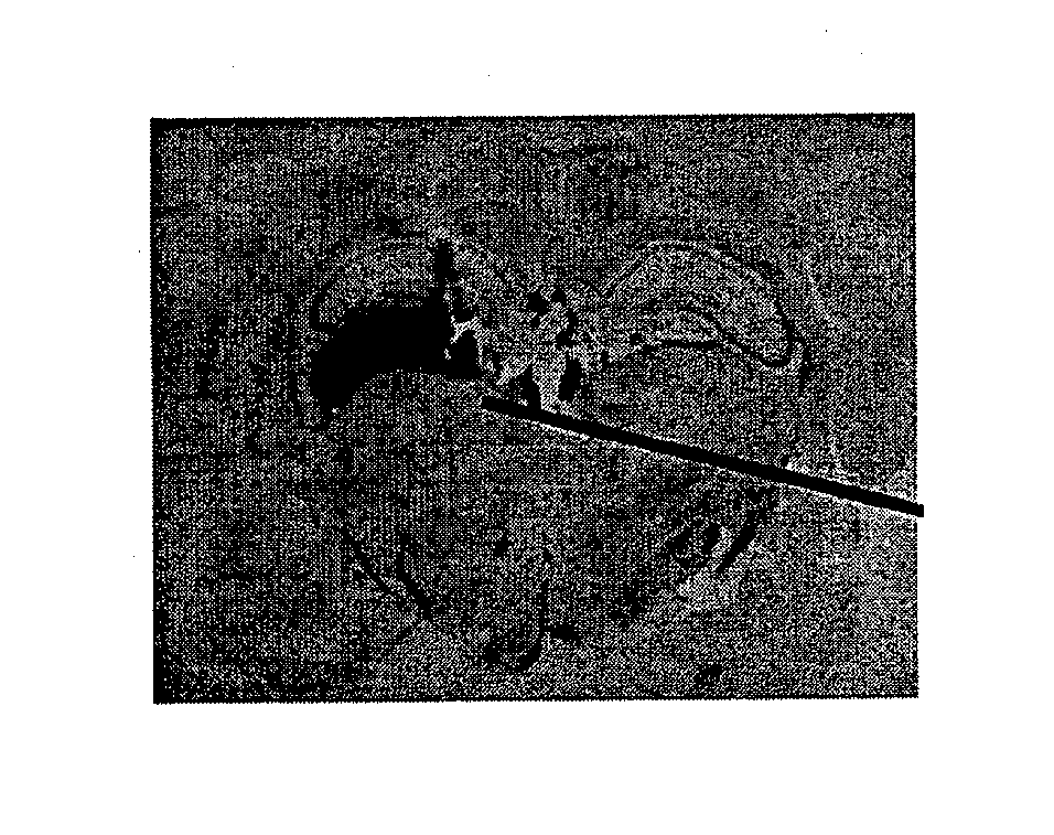 Substituted tetrahydroisoquinoline compounds, methods of making, and their use