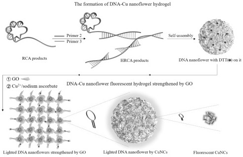 Preparation method of graphene oxide fluorescence-enhanced functional nucleic acid hydrogel