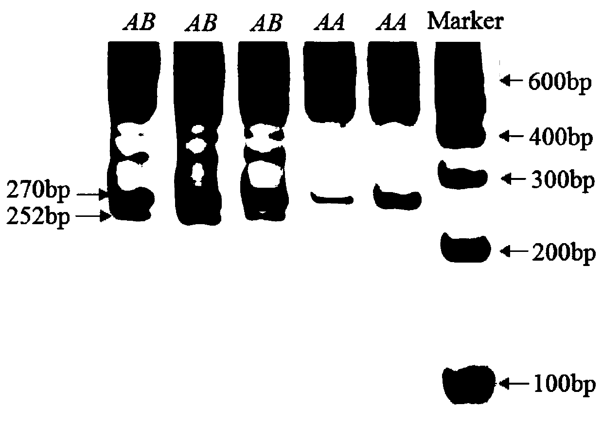 A Molecular Marker Method for Selecting Growth Traits of Goats Using Nucleolin Gene