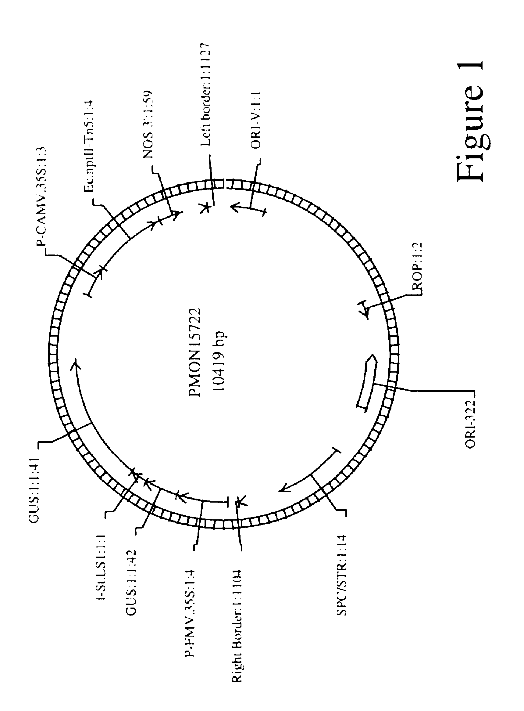 Multiple shoot proliferation and regeneration system for plants