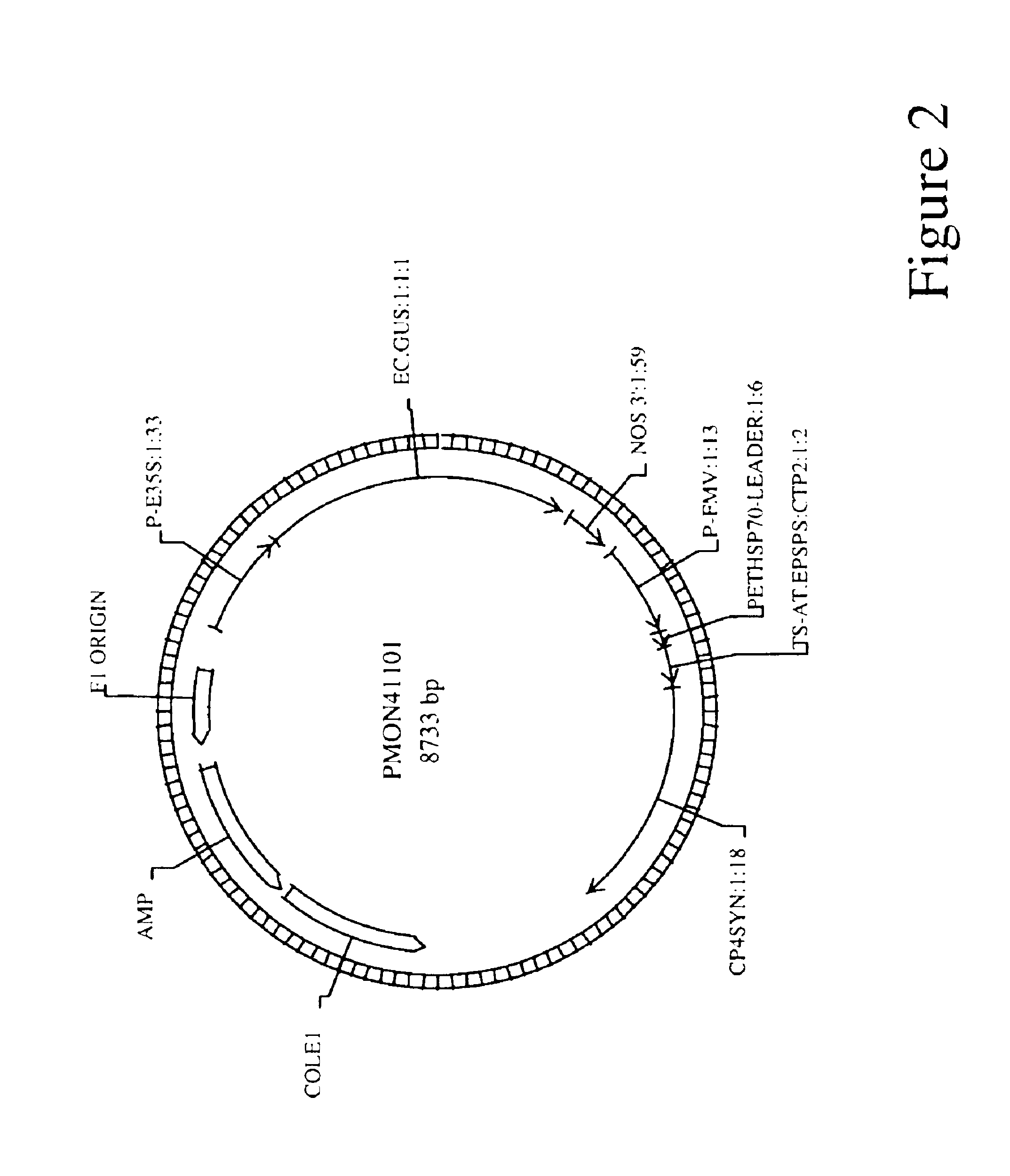 Multiple shoot proliferation and regeneration system for plants