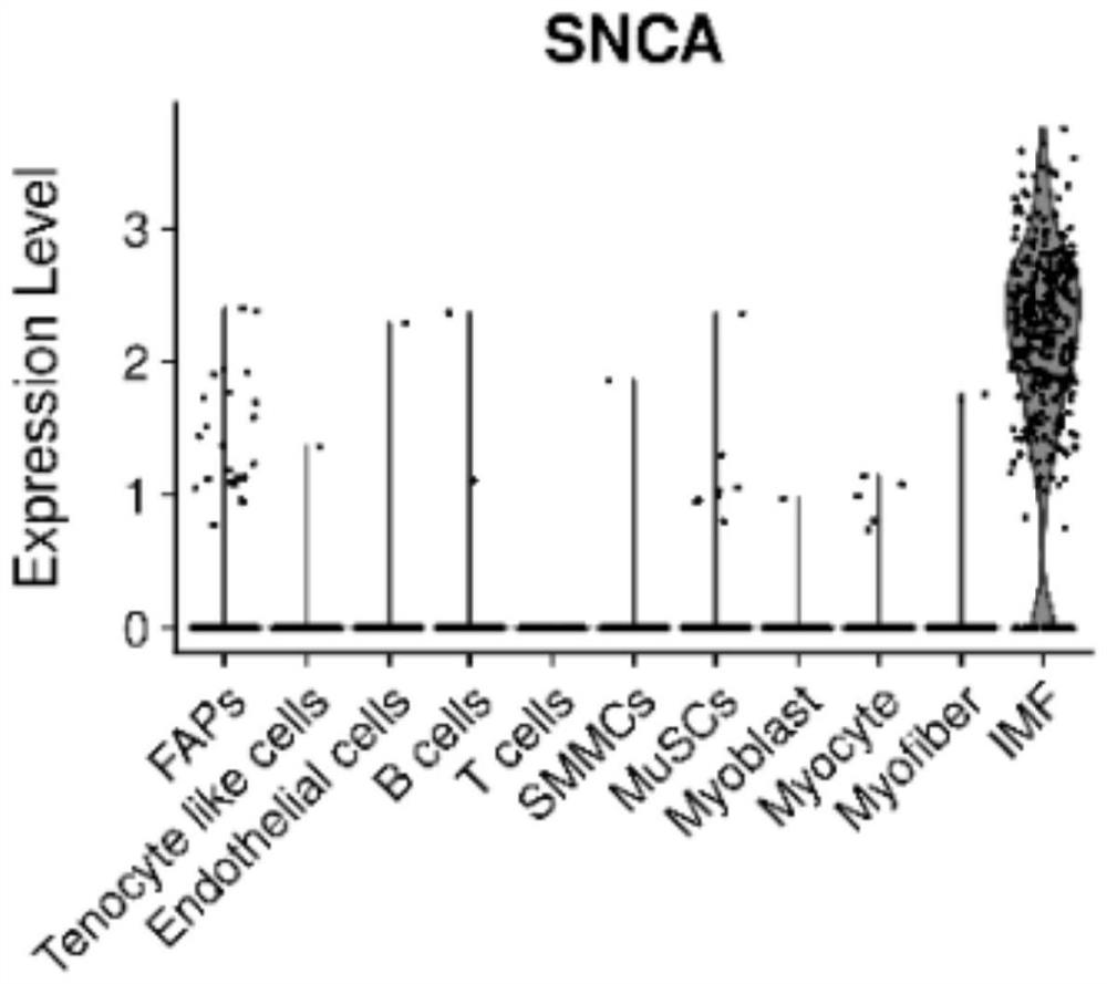 Molecular marker related to porcine intermuscular fat and application of molecular marker