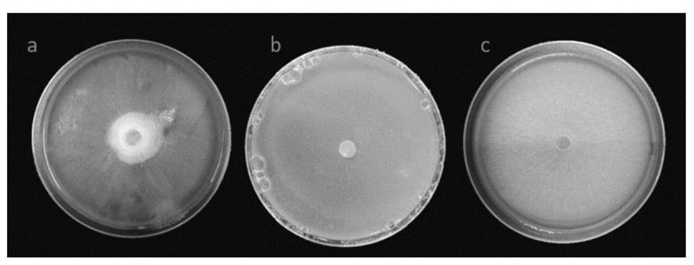 Chaetomium subaffine, application and screening method