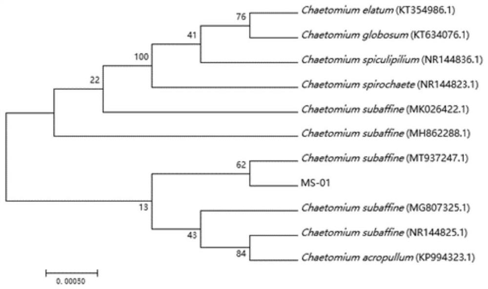 Chaetomium subaffine, application and screening method