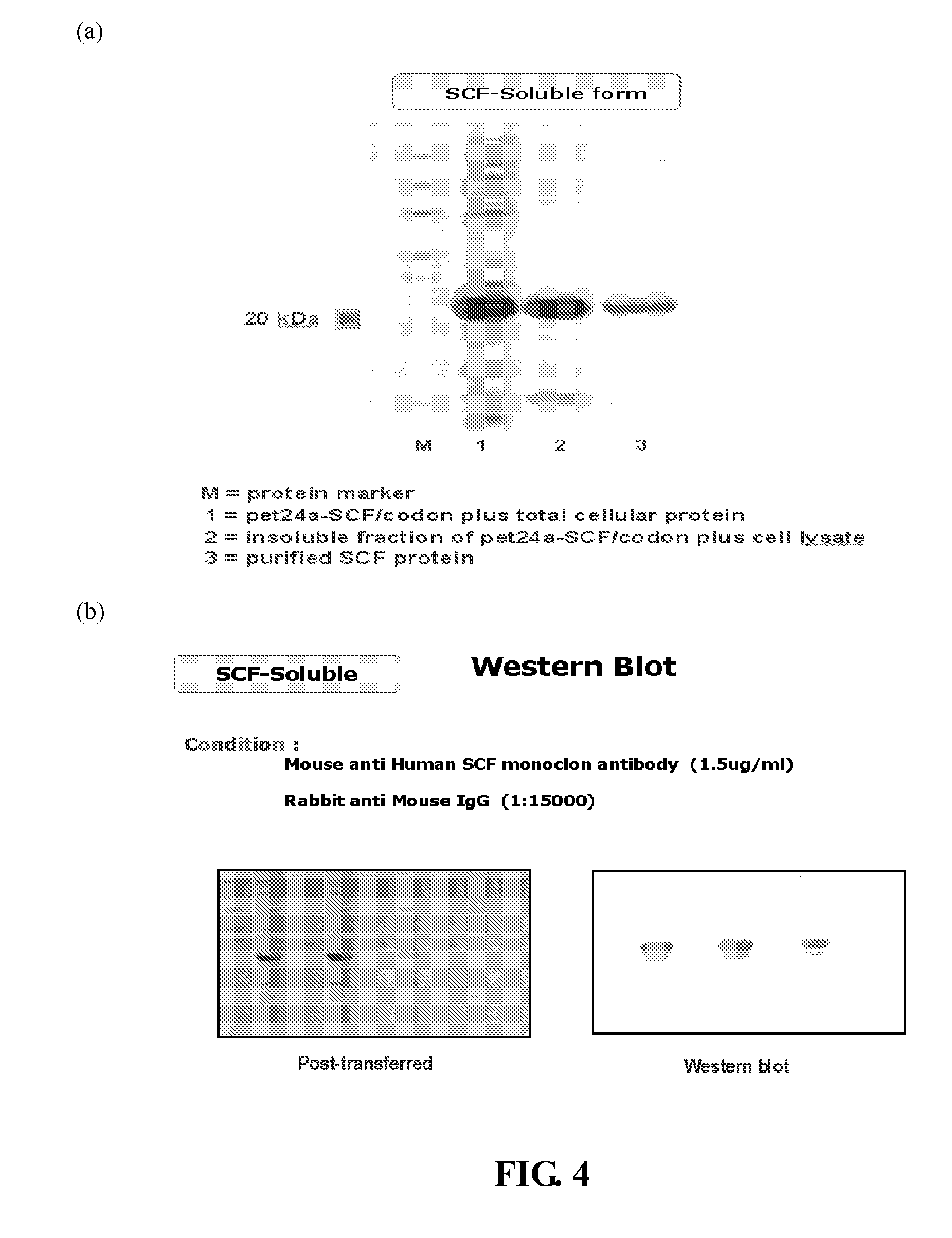 Compositions and methods for dual therapies of hair graying and balding in follicular delivery systems