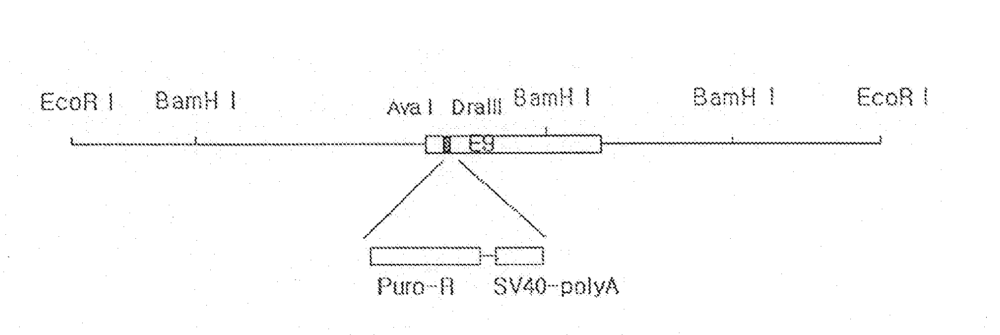 Gfp-transfected clon pig, gt knock-out clon pig and methods for productions thereof