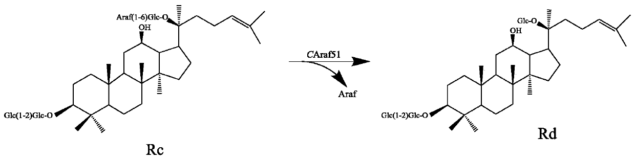 Alpha-L-arabinfuranosidease and coding gene and application thereof