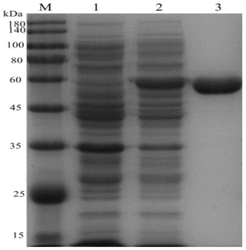 Alpha-L-arabinfuranosidease and coding gene and application thereof