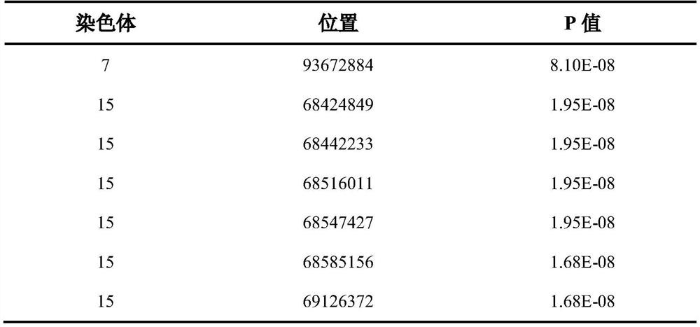 SNP (Single Nucleotide Polymorphism) molecular marker related to stillbirth character of sow and application thereof