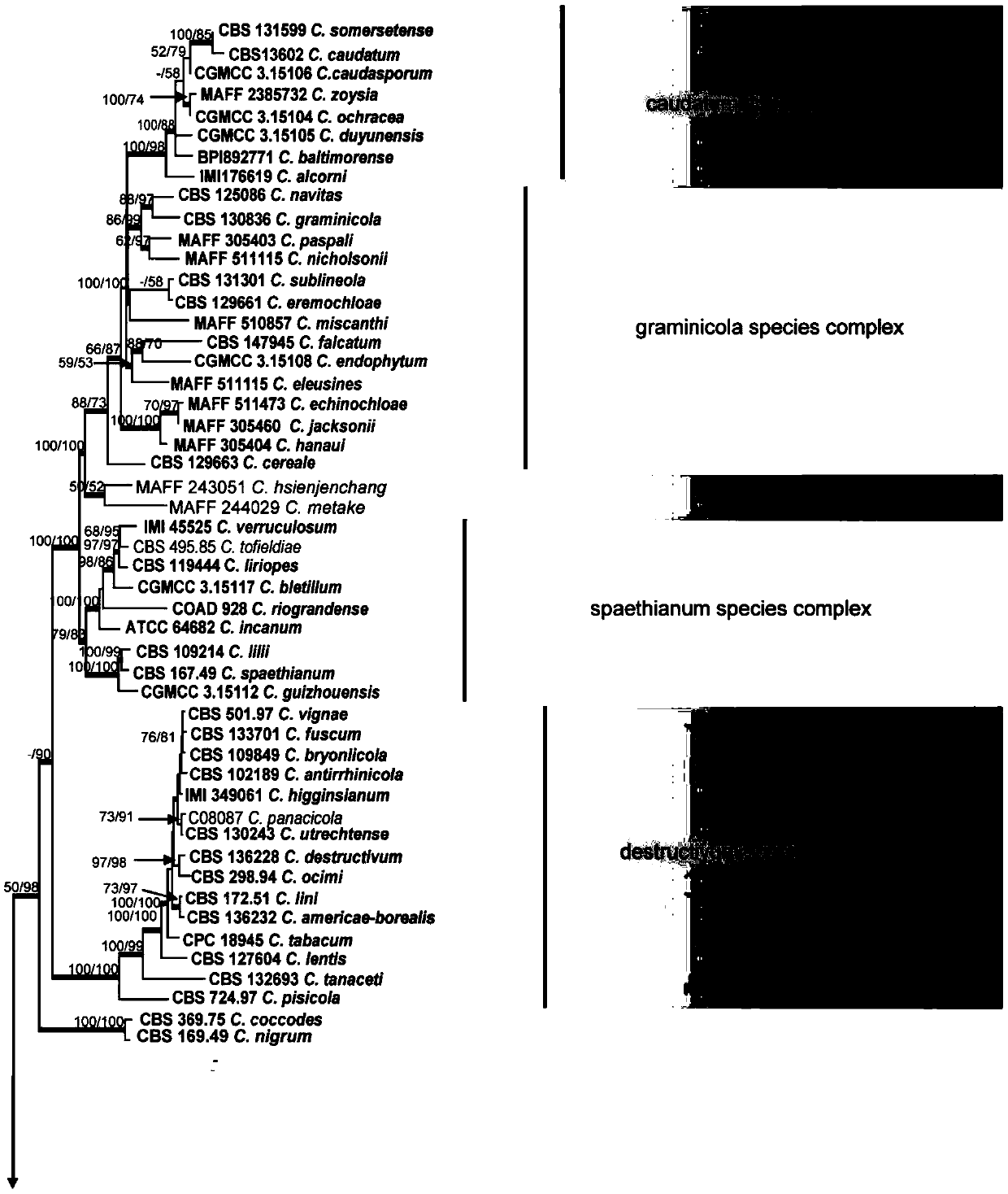 Polygenic lineage screening method of colletotrichum lindemuthianum