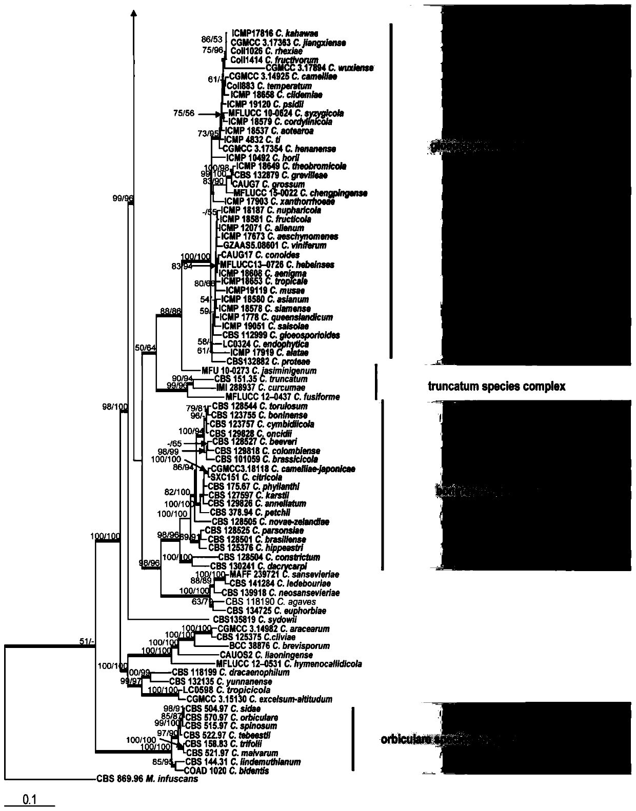 Polygenic lineage screening method of colletotrichum lindemuthianum