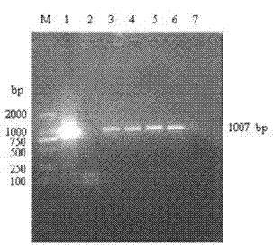 Improved method for converting plant pollen tube