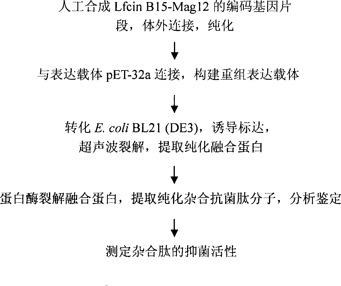 Synthesis of LfcinB15-Mag12 encoding gene and expression method in colon bacillus