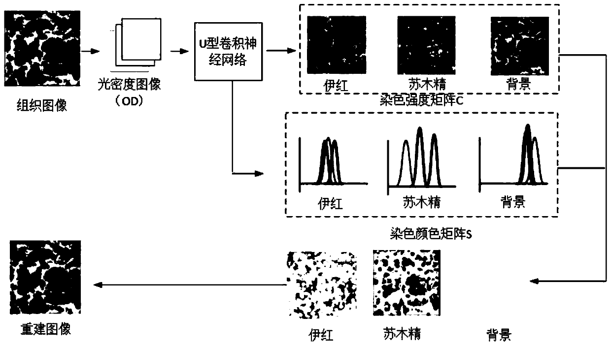 Pathological image multi-staining separation method based on deep learning