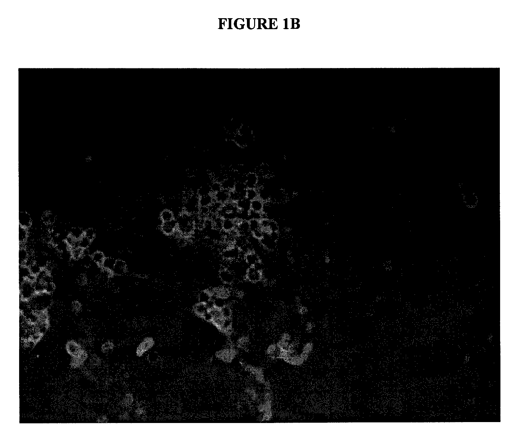 Polynucleotides and Uses Thereof