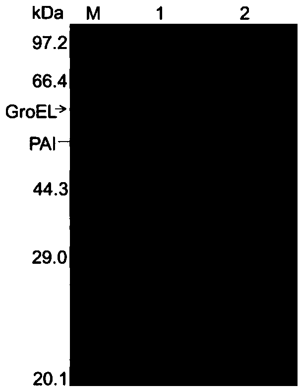 Phage Phi X174 lytic cell protein E and application thereof