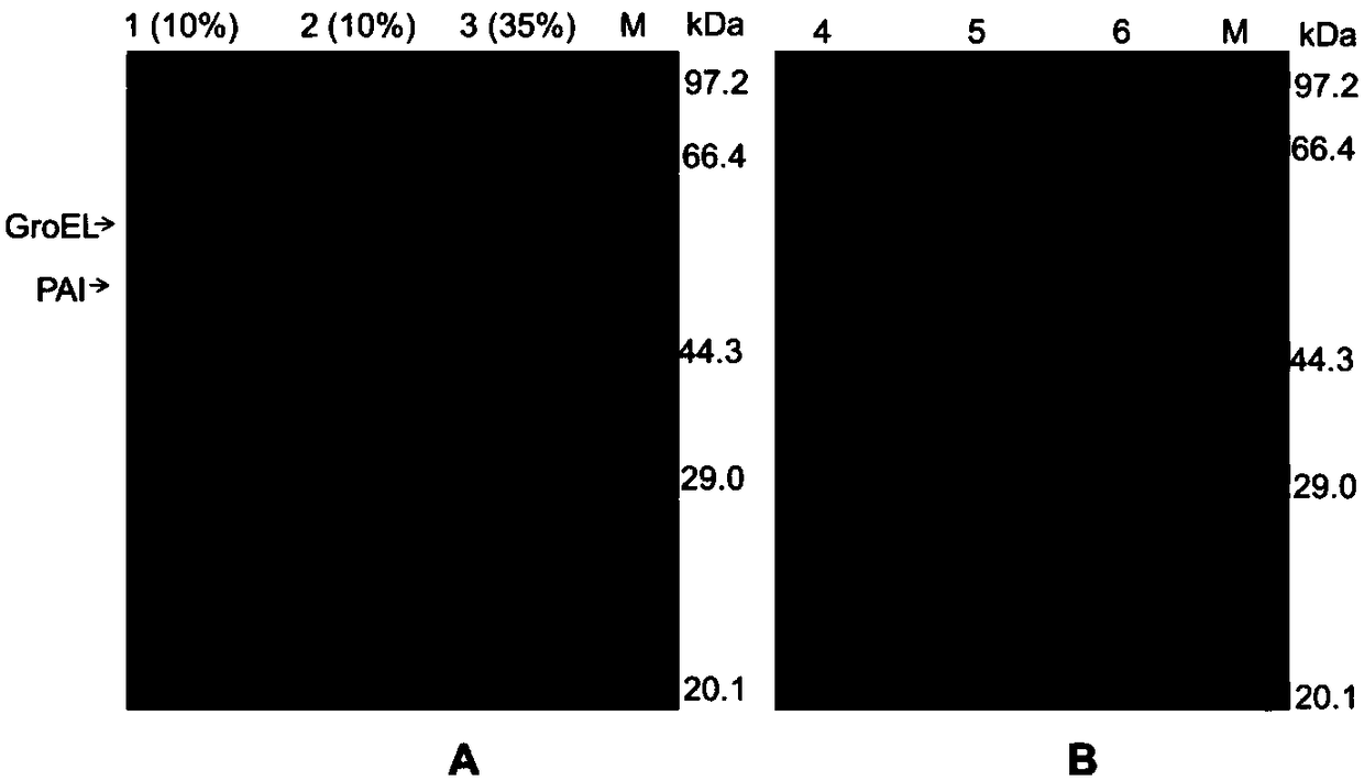 Phage Phi X174 lytic cell protein E and application thereof