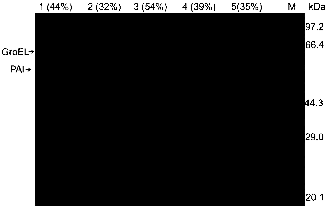 Phage Phi X174 lytic cell protein E and application thereof