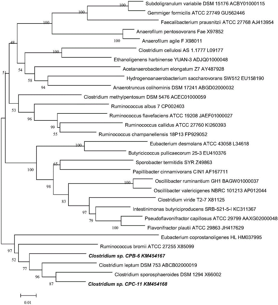 Rumen bacteria and application thereof