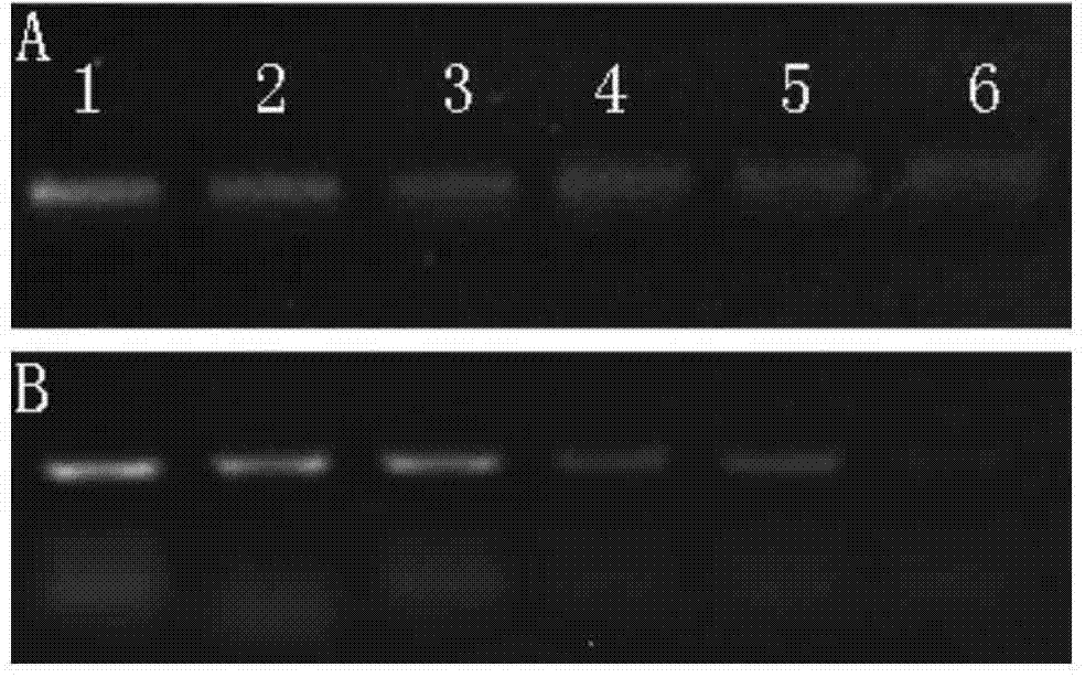 Method for detecting pseudomonas syringaepv altinidia through recombinase-mediated isothermal amplification technology