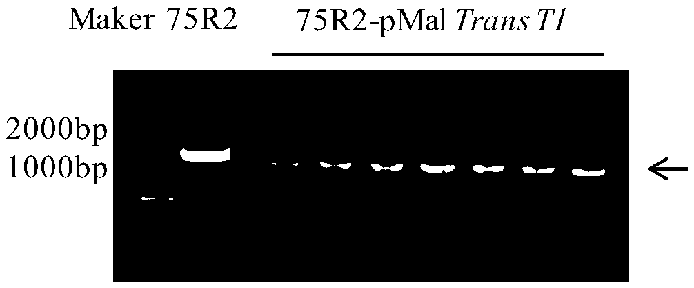 Emodin glycosyltransferase protein FtUGT75R2 and coding gene and application thereof